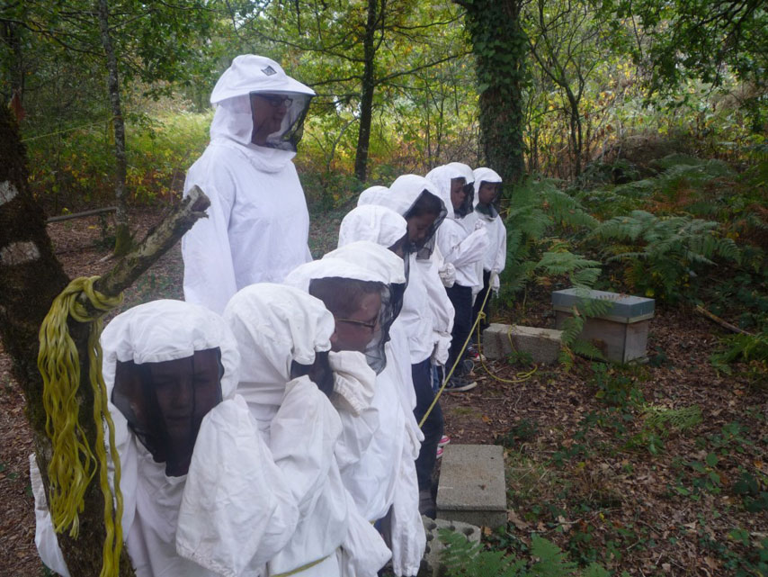 Les abeilles (1)